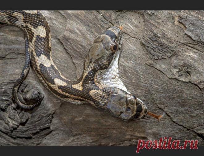 Фото дня: двухголовая змея