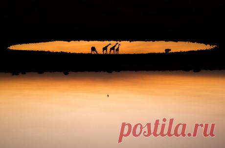 Жирафы остановились у водоема, чтобы напиться воды на закате дня