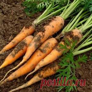 Самые урожайные сорта моркови