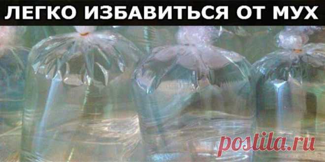 ПОЛЕЗНЫЕ СОВЕТЫ. Не думала, что всё настолько просто!Мухи создают много проблем в доме. Они, конечно, не кусают людей, но являются разносчиками различных вредоносных микроорганизмов. Мы предлагаем безобидный, но очень…