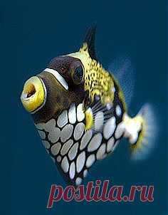 красные волны