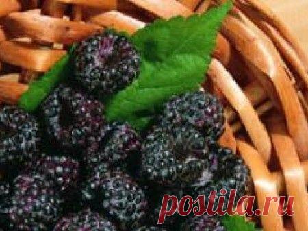 Черная малина — чем хорош сорт Кумберленд и как его вырастить?