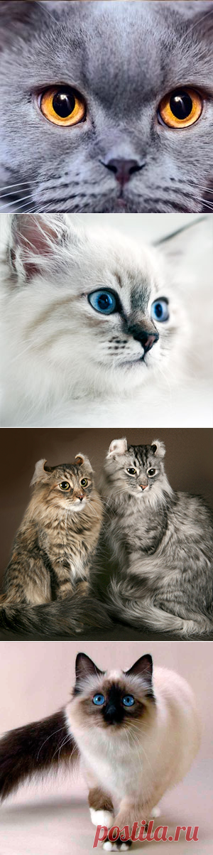 Породы кошек