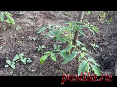 Самая важная обработка для томата. Завяжутся все томаты.