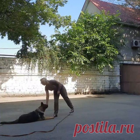 Выдержка - казалось бы, зачем этот навык в жизни?
На самом деле - это крайне важный навык.
Проходя подростковый курс послушания мы очень много времени уделяем наработке выдержки, практически со всеми командами (сидеть, лежать, стоять, место и т.д.).
⠀
Стоит отметить, что выдержке щенок может обучаться с 4х месяцев, когда баланс возбуждения и торможения нервной системы достаточно сформированы, чтоб собака могла "собой владеть"
Но  начинать с пару секунд  отработки выдержки ...