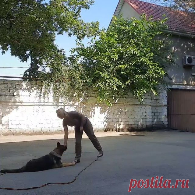 Выдержка - казалось бы, зачем этот навык в жизни?
На самом деле - это крайне важный навык.
Проходя подростковый курс послушания мы очень много времени уделяем наработке выдержки, практически со всеми командами (сидеть, лежать, стоять, место и т.д.).
⠀
Стоит отметить, что выдержке щенок может обучаться с 4х месяцев, когда баланс возбуждения и торможения нервной системы достаточно сформированы, чтоб собака могла 