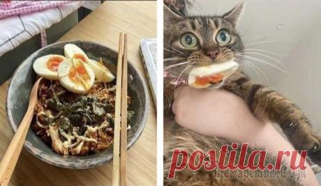 20 типичных ситуаций, с которыми непременно столкнутся те, кто решит завести домашнего питомца Совместное проживание – это всегда компромисс, готовность мириться с некоторыми недостатками второй половинки и терпеть её выходки. Даже если речь идет о животном, точнее, тем более, если речь идет о ...