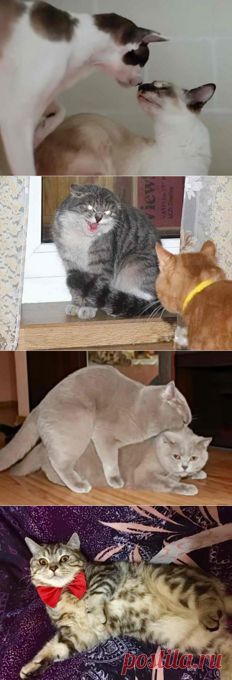 Первая вязка кота и кошки: возраст, поведение, проблемы и решения