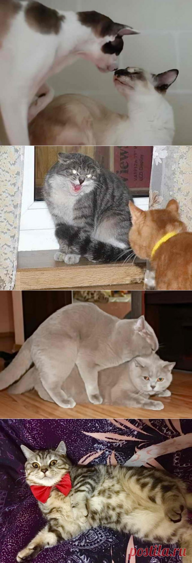 Первая вязка кота и кошки: возраст, поведение, проблемы и решения
