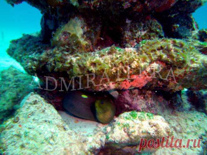 divingmexico3.jpg (721×540)