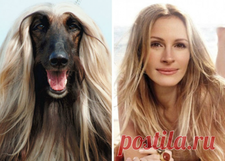 Знаменитости, у которых есть двойники в мире животных | Милая Я «Быть может, тот облезлый кот — был раньше негодяем. А этот милый человек был раньше добрым псом». Нам говорят, что мы произошли от обезьян. Но если верить этим фотографиям, таким родством могут похвастаться далеко не все. Это же надо было найти таких похожих! Золотистый ретривер и Харрисон Форд Лама и Далай-Лама ЕВГЕНИЙ ЛЕОНОВ И МОРСКОЙ КОТИК Старый боксер и старый Сэмюэл Л. Джексон СЕРГЕЙ ЗВЕРЕВ И ЯПОНСКАЯ М...