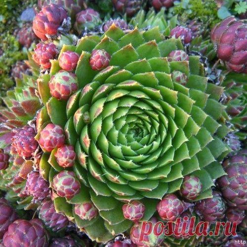 Интересное и необычное растение - каменная роза