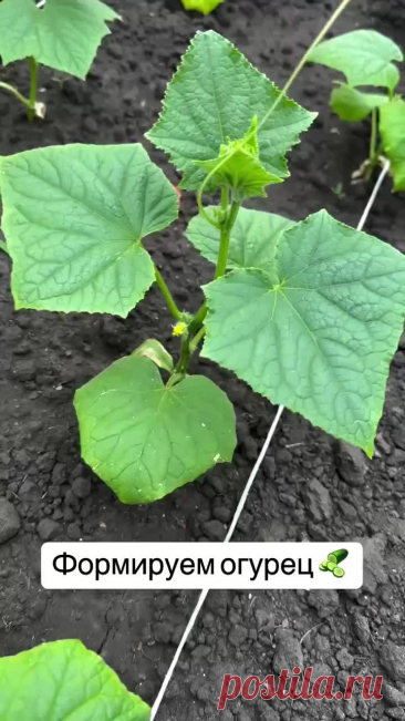 Пин содержит это изображение: