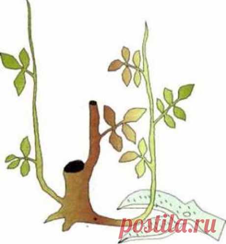 Обрезка роз весной, летом, регулярная, обрезка роз на зиму
