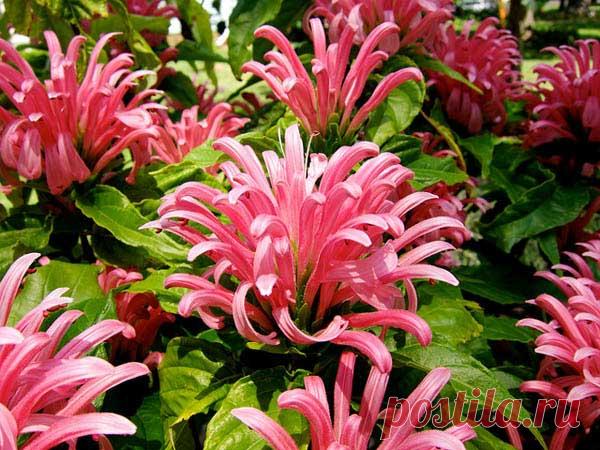 Якобиния — регулярный уход в домашних условиях