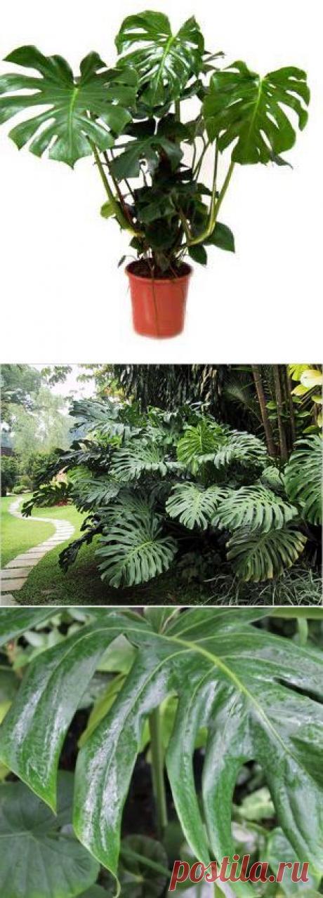 Монстера уход в домашних условиях: посадка и особенности ухода за &quot;домашним монстром&quot;