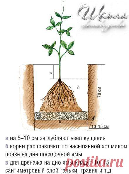 Как правильно посадить клематис.