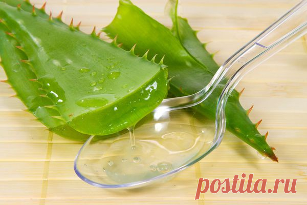 15 комнатных растений, улучшающих воздух / Домашние растения / 7dach.ru