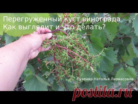 Перегруз кустов- как выглядит и что делать?