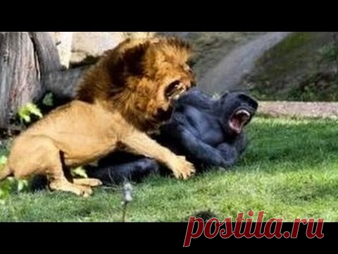 10 ШОКИРУЮЩИХ БИТВ ЖИВОТНЫХ СНЯТЫХ НА КАМЕРУ