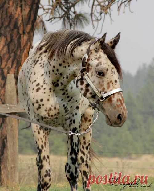 Pinterest
