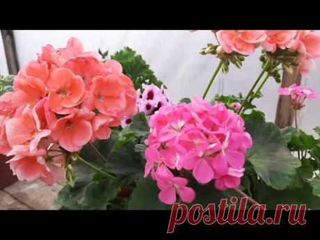 ОБРЕЗКА ГЕРАНИ/ПЕЛАРГОНИИ НА ЗИМУ🌺КАК РАЗМНОЖИТЬ ЧЕРЕНКАМИ🌹
