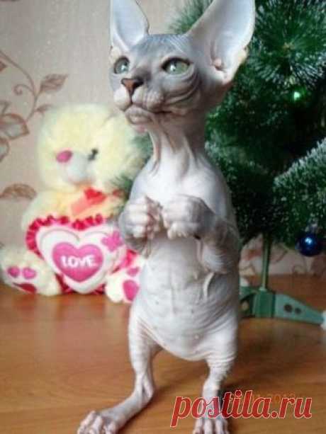 "Why, yes. Dobby would like a cup of tea." O gato Sphynx não é totalmente sem pêlo, mas tem uma cobertura de pêssego, que é suave e quente ao toque. Descubra mais sobre o gato Sphynx aqui.