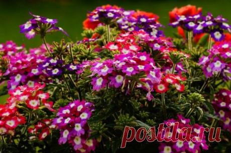 Рассада вербены в домашних условиях: посев, уход, пикировка, высадка в грунт