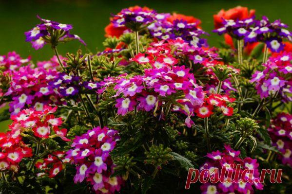 Рассада вербены в домашних условиях: посев, уход, пикировка, высадка в грунт