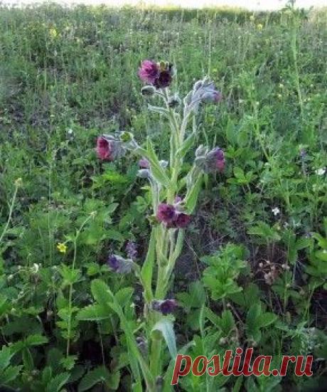 Растение чернокорень спасает огород от мышей | Дача - впрок