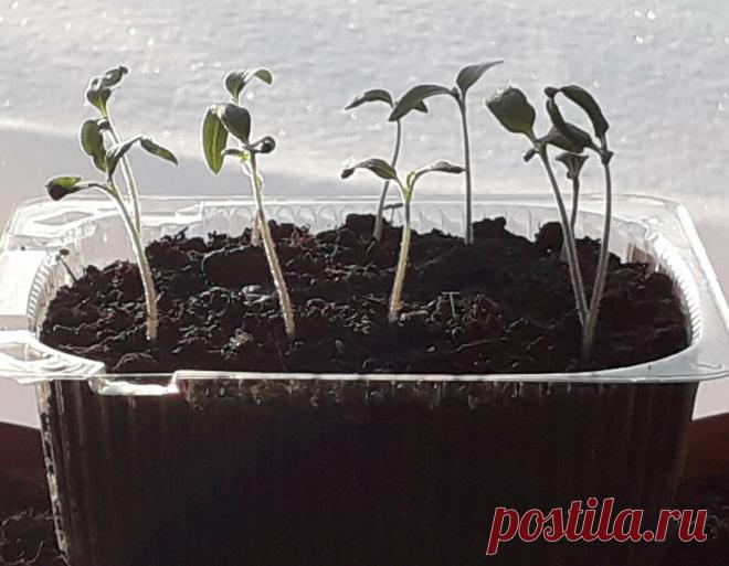 Уважительная причина посеять томаты в феврале. | Цветочная душа | Яндекс Дзен