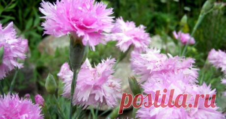 На мой взгляд, лучший цветок для бордюров с изумительным запахом 🌸 | Секреты Сада | Яндекс Дзен