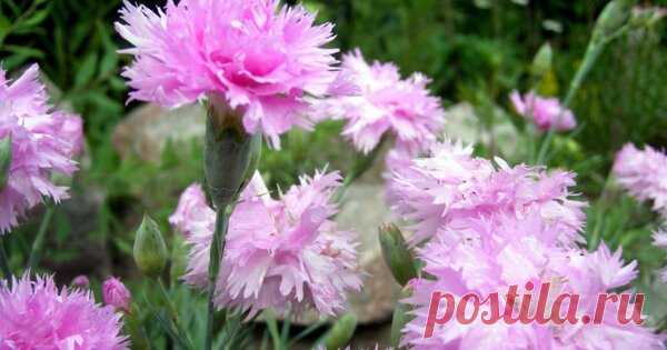 На мой взгляд, лучший цветок для бордюров с изумительным запахом 🌸 | Секреты Сада | Яндекс Дзен