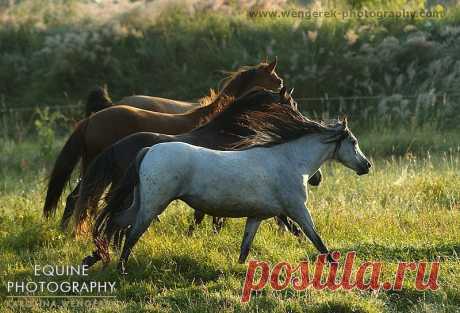 Equine Photography - Karolina Wengerek Sunrise and Sunset in SK Apasjonata
