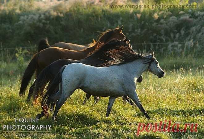 Equine Photography - Karolina Wengerek Sunrise and Sunset in SK Apasjonata