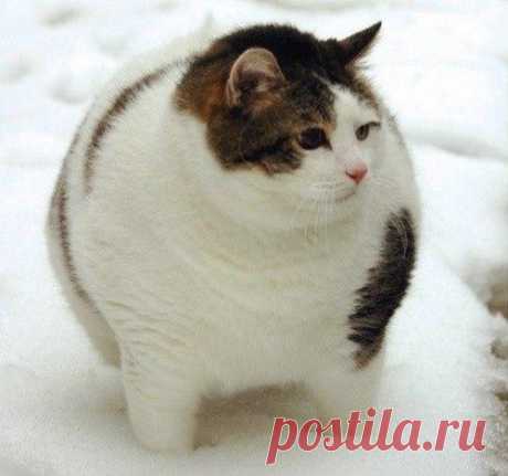 Сугробик! ))))))))))))))))))))))))))))))))