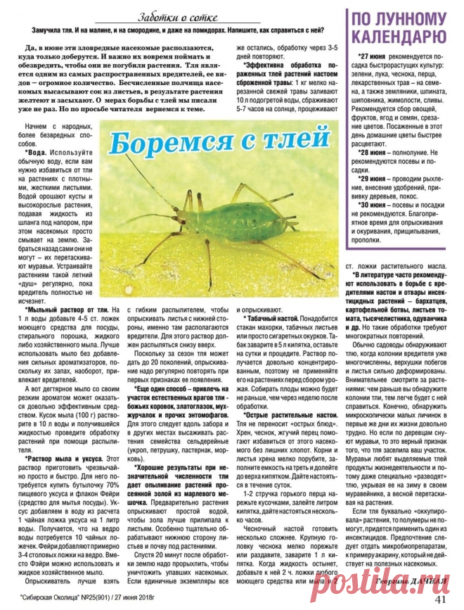 Боремся с тлей
