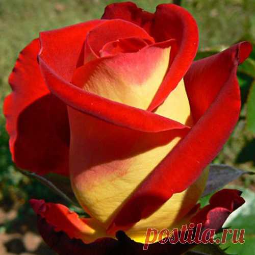 Роза Френдшип (Friendship): фото, отзывы, описание, характеристики.