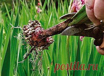 Как правильно посадить гладиолусы.