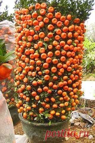 Мандариновые бонсаи! Красота!