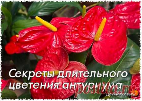 Секреты длительного цветения антуриума

Правильно подобранный субстрат
Антуриум относят к эпифитным растениям, имеет воздушные корни. Если вы его посадите в обычный универсальный грунт, то вы совершите ошибку, он перестанет цвести, и растение начнет увядать в результате гниения корней.

Субстрат для цветка нужно подобрать особый. Подойдет такой же субстрат как для орхидеи (сосновая кора, древесный уголь, опавшие листья). Предпочитает кислую среду, в природе произрастает на...
