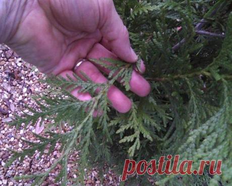 Размножение хвойных черенками зимой – самый легкий способ получения саженцев Туя, можжевельник, кипарисовик и другие хвойные культуры стали уже неизменной деталью дачных участков. Но цена на саженцы "кусается" – пару растений еще можно купить, а вот как быть, если вам нужен не...