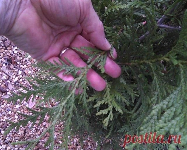 Размножение хвойных черенками зимой – самый легкий способ получения саженцев Туя, можжевельник, кипарисовик и другие хвойные культуры стали уже неизменной деталью дачных участков. Но цена на саженцы 