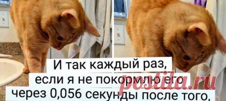 18 доказательств того, что утро владельцев котиков начинается не с кофе