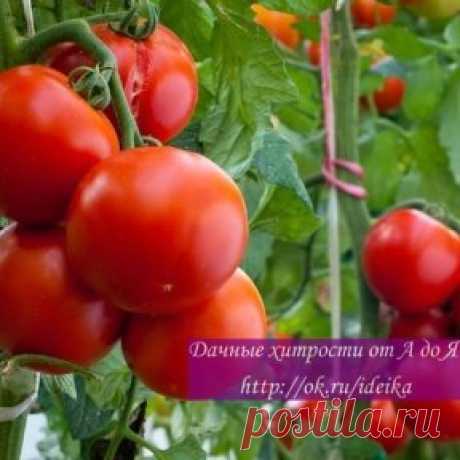 ПОДКОРМКА ПОМИДОРОВ ДРОЖЖАМИ
Для того, чтобы осуществить полив помидоров дрожжами, необходимо приготовить рабочий раствор. Рецептов для этого существует несколько и все они разные – кто-то готовит раствор с сахаром, кто-то настаивает до того времени, пока он забродит, а кто-то добавляет в емкость с дрожжевым настоем травы и куриный помет. Все эти методы имеют право на существование, и каждый огородник выбирает тот, который ему больше по душе, подкрепив выбор собственным опытом.
Как бы то ни бы