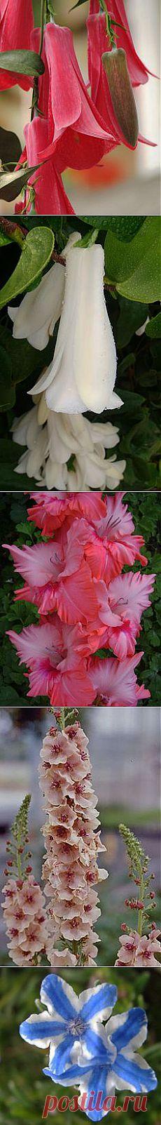 Flowers on Pinterest