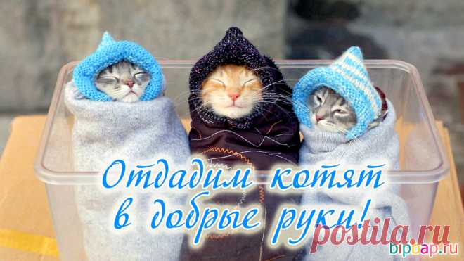 Смешные картинки про кошек с надписями (160 фото) 🔥 Прикольные картинки и юмор