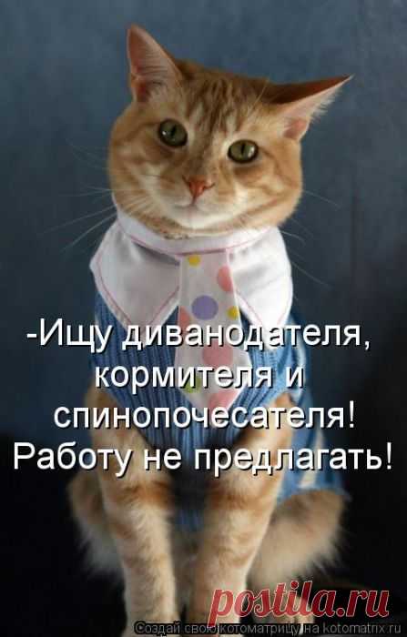Работу не предлагать. Котоматрица