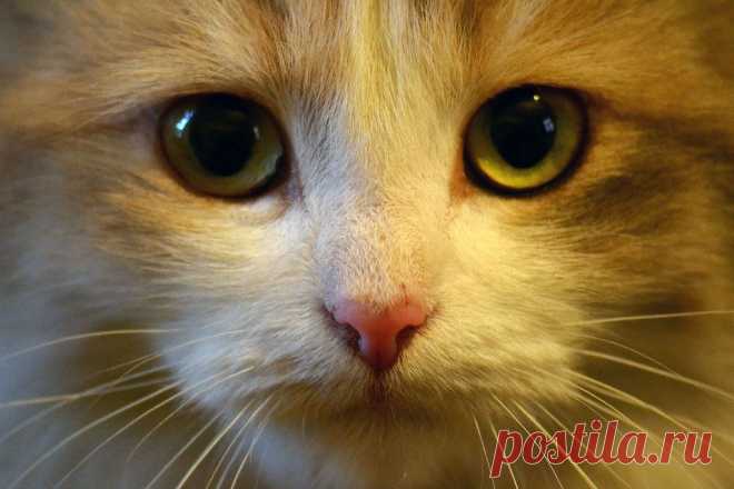 Фотографии кошек, которые достойны восхищения! | Дай лапку