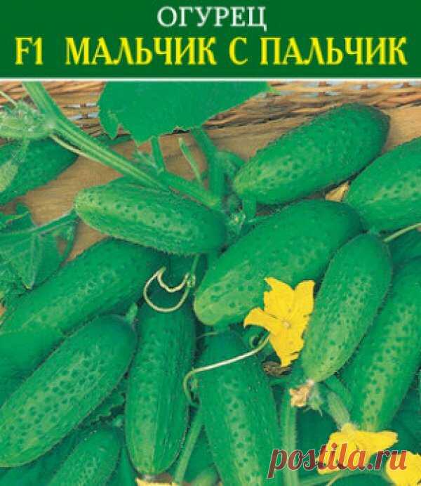 Огурцы и помидоры. Какие сорта высадить в наступающем сезоне? | Успешный садовод | Яндекс Дзен